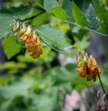 Смотреть изображение Vicia crocea