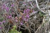 View full-size image Daphne mezereum