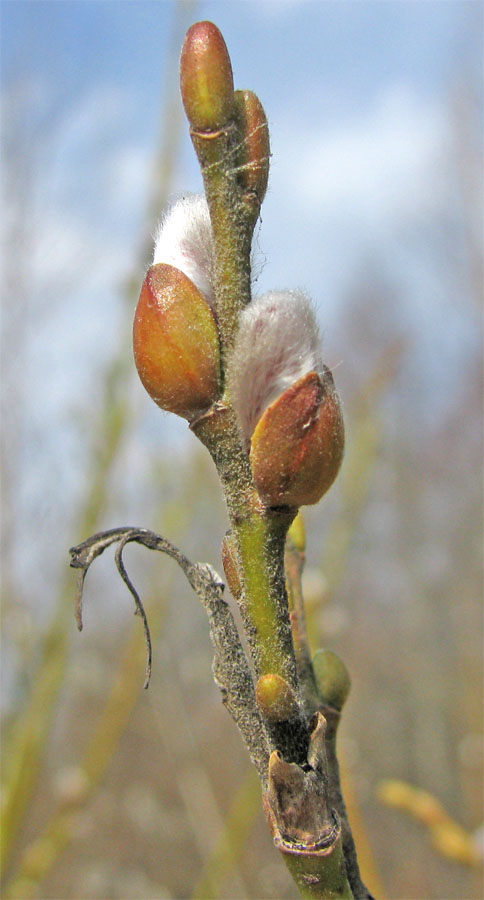 Image of Salix &times; eriophora specimen.