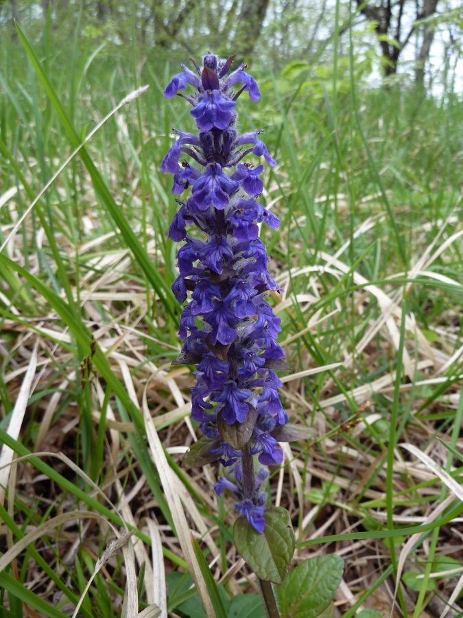 Image of Ajuga reptans specimen.