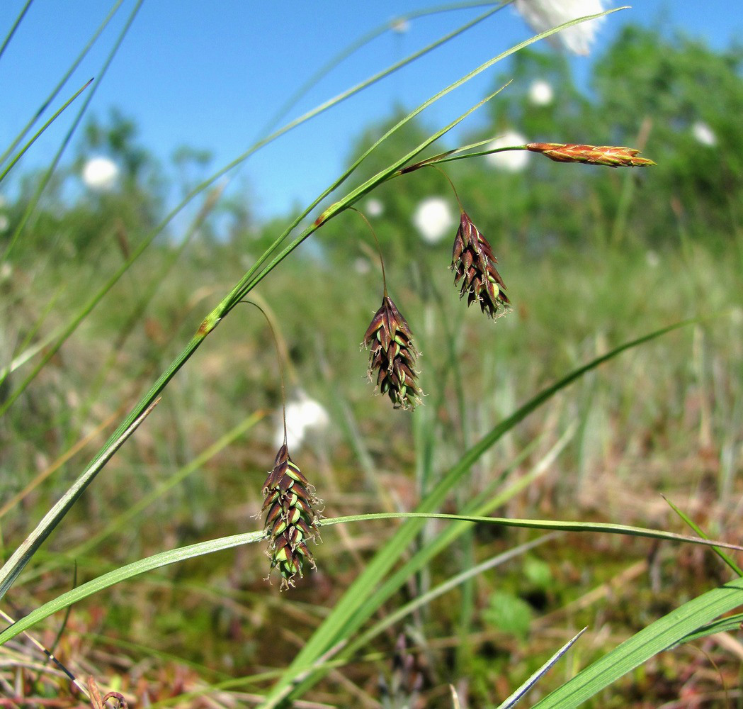 Изображение особи Carex paupercula.