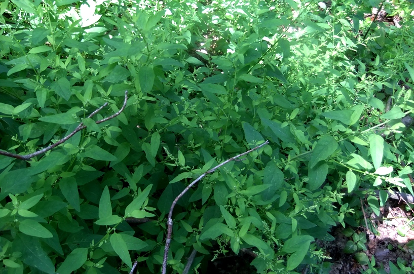 Image of Lipandra polysperma specimen.