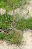 Festuca polesica. Цветущее растение. Республика Татарстан, Волжско-Камский заповедник. 19.06.2011.