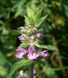 Stachys palustris. Соцветие. Ростовская обл., дельта Дона, окр. хутора Узяк. 03.07.2011.