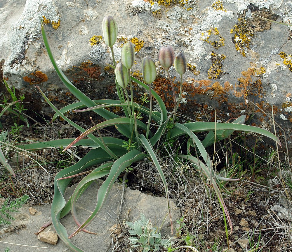 Image of Tulipa orthopoda specimen.