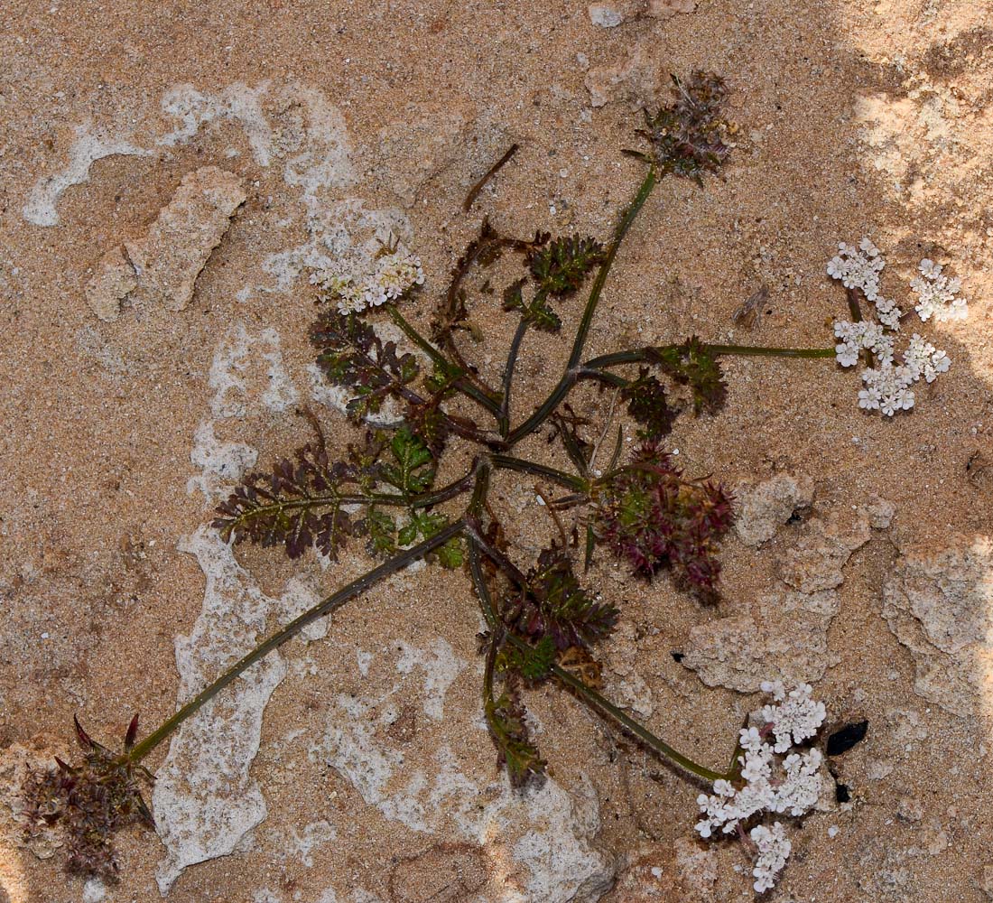 Image of Pseudorlaya pumila specimen.