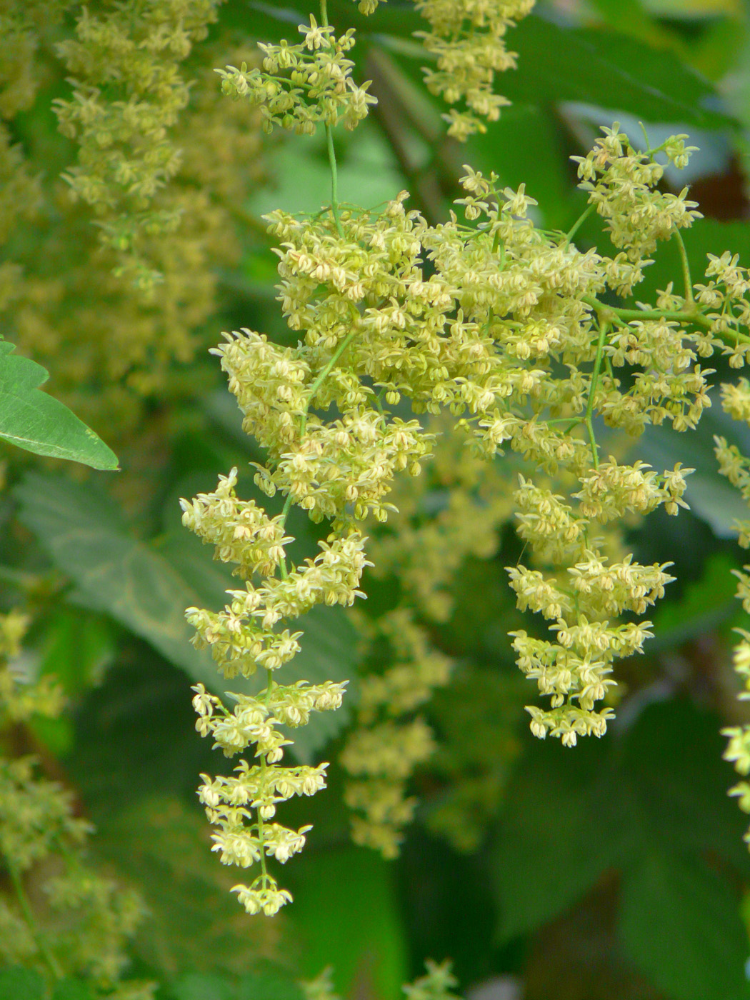 Изображение особи Humulus lupulus.