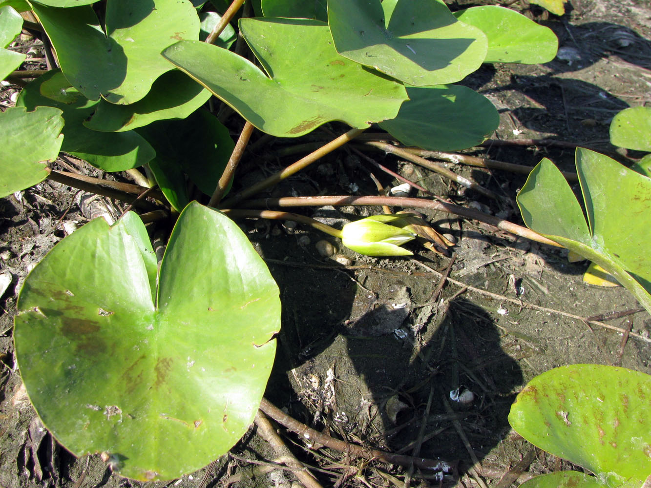 Image of Nymphaea alba specimen.