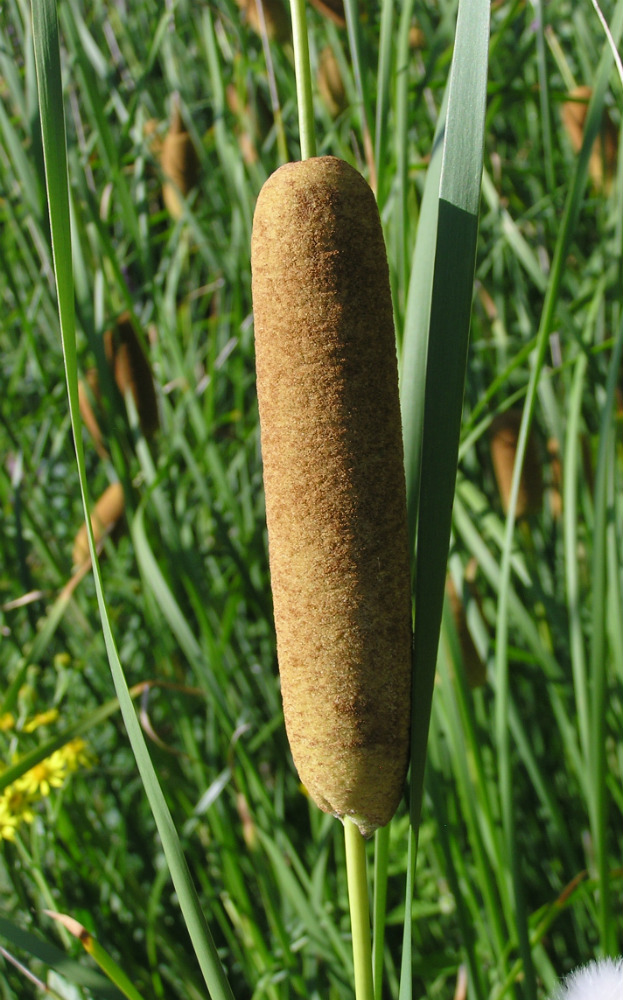 Изображение особи Typha tichomirovii.