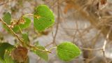 Populus euphratica. Веточка (характерная черта у растения - различная форма листьев). Израиль, пустыня Негев, каньон Авдат. 02.10.2010.