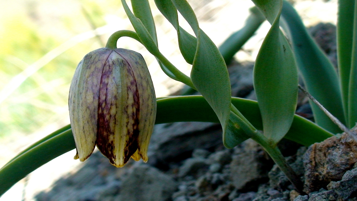 Image of Fritillaria kurdica specimen.