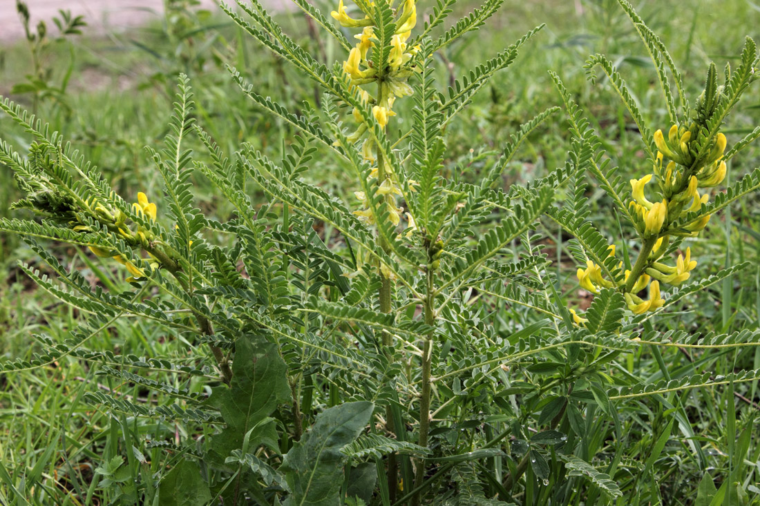 Изображение особи Astragalus turkestanus.