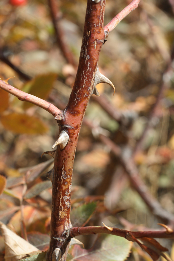 Image of Rosa transturkestanica specimen.