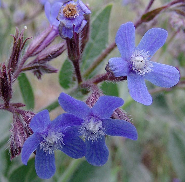 Image of Anchusa azurea specimen.