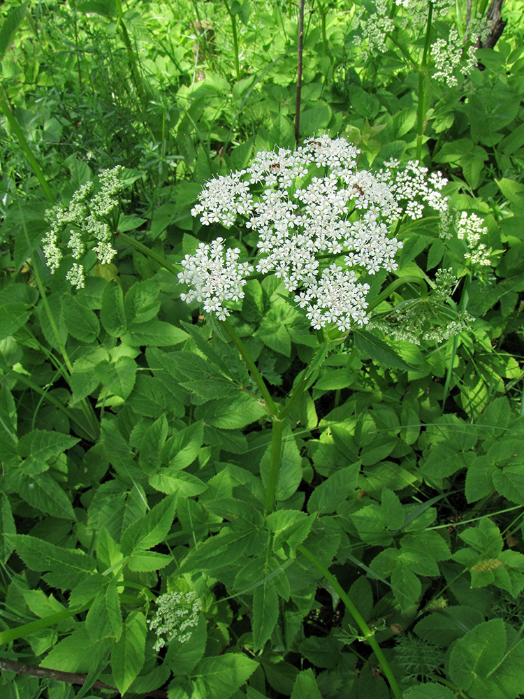 Image of Aegopodium podagraria specimen.