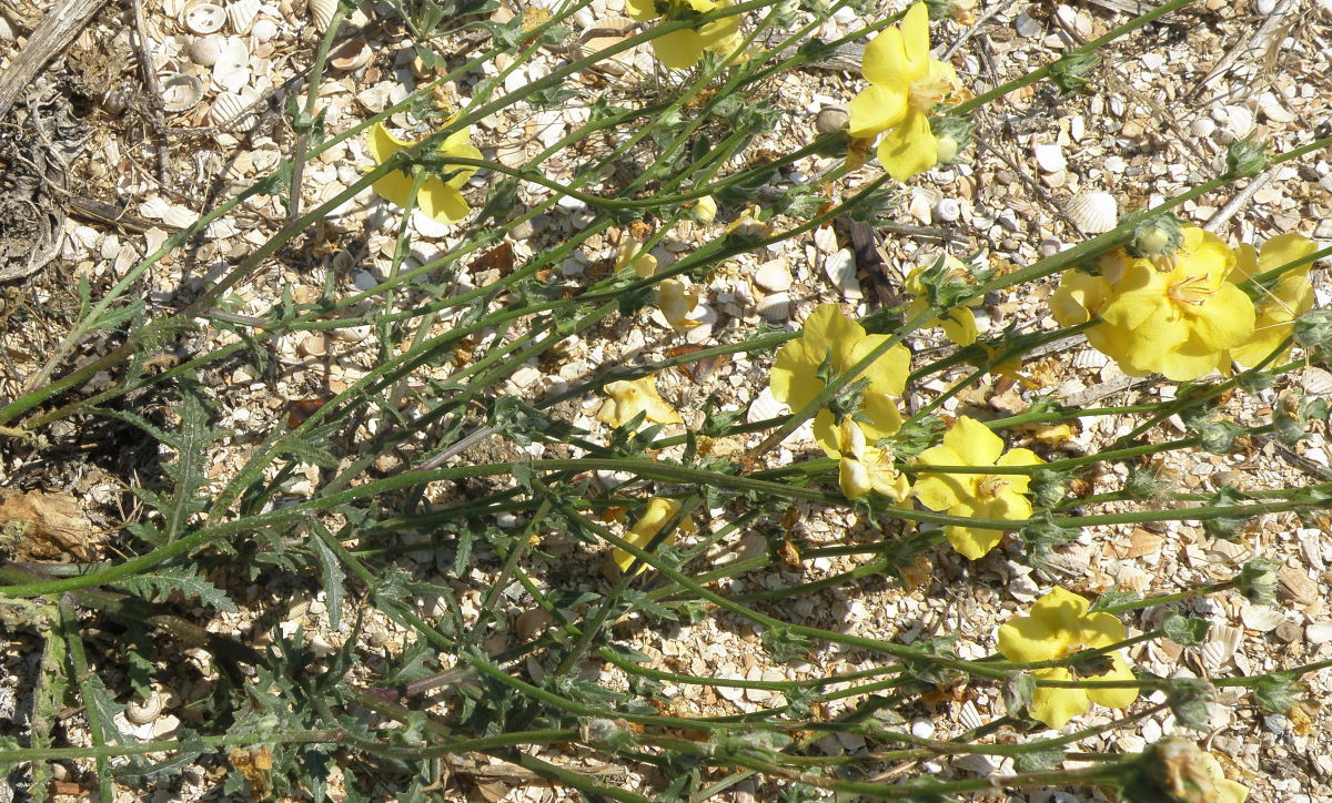 Image of Verbascum pinnatifidum specimen.