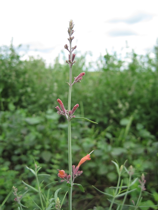 Изображение особи Agastache rupestris.