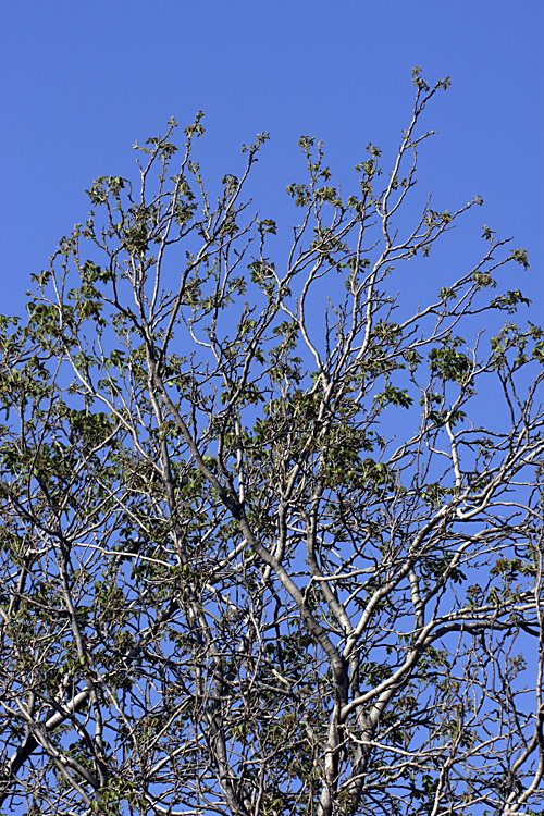 Image of Juglans regia specimen.