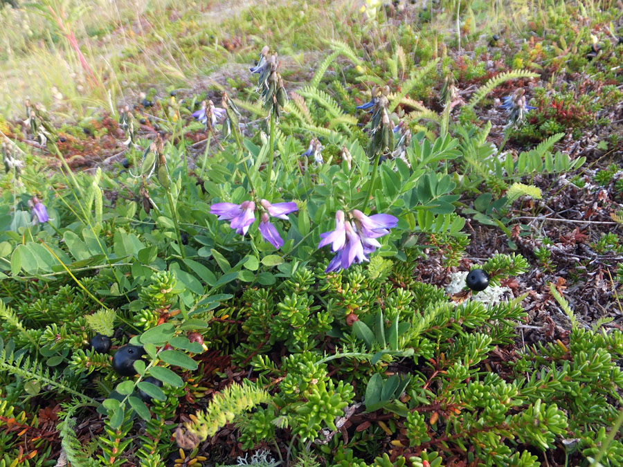 Изображение особи Astragalus subpolaris.