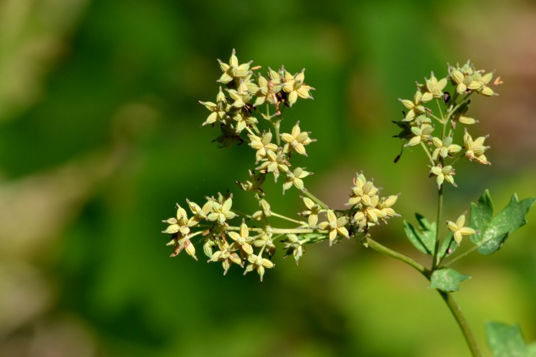 Image of Thalictrum flavum specimen.