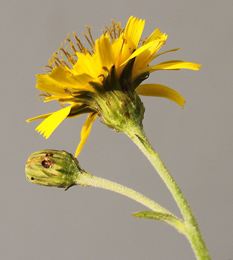 Image of Hieracium sabaudum specimen.