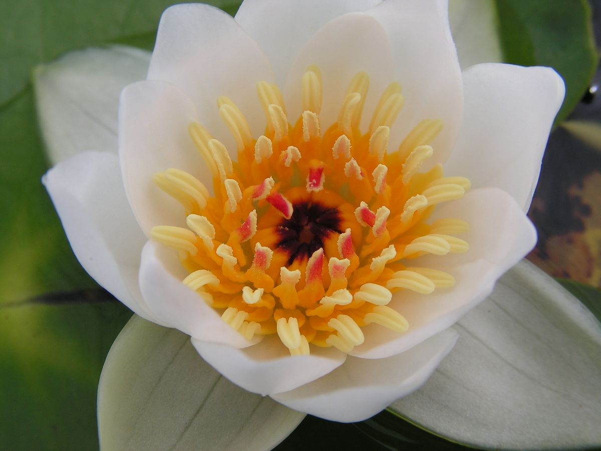 Image of Nymphaea tetragona specimen.