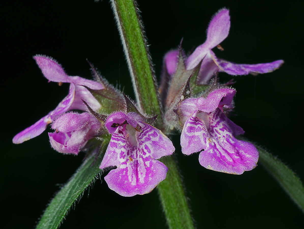 Image of Stachys palustris specimen.