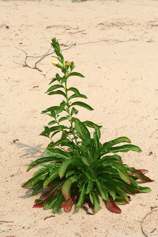 Изображение особи Oenothera biennis.