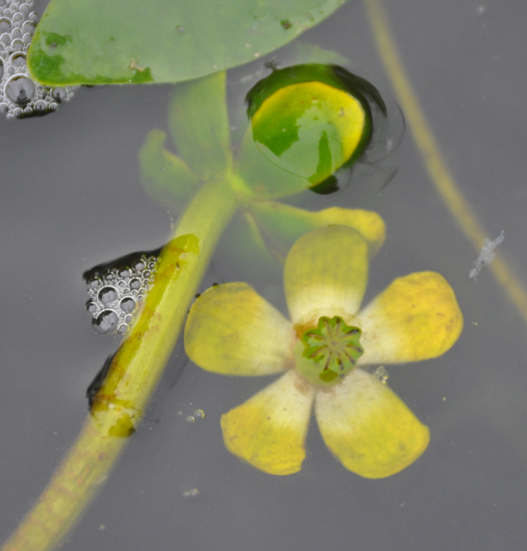 Image of Nuphar pumila specimen.