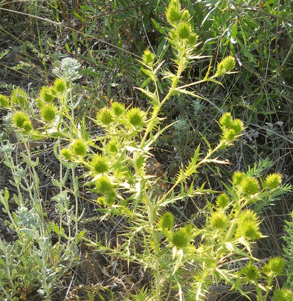 Image of Cousinia daralaghezica specimen.