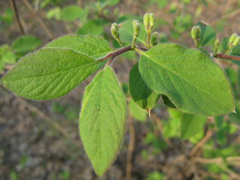 Изображение особи Lonicera xylosteum.