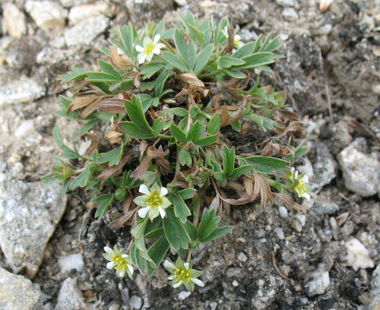 Image of Sibbaldianthe adpressa specimen.