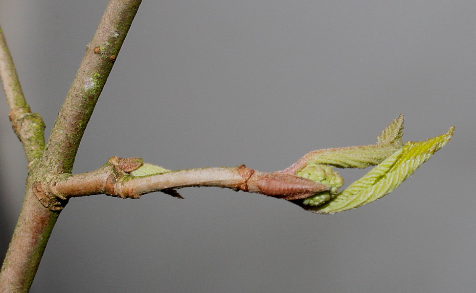 Image of Viburnum plicatum specimen.