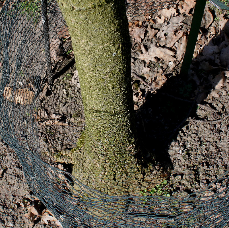 Image of Magnolia macrophylla specimen.