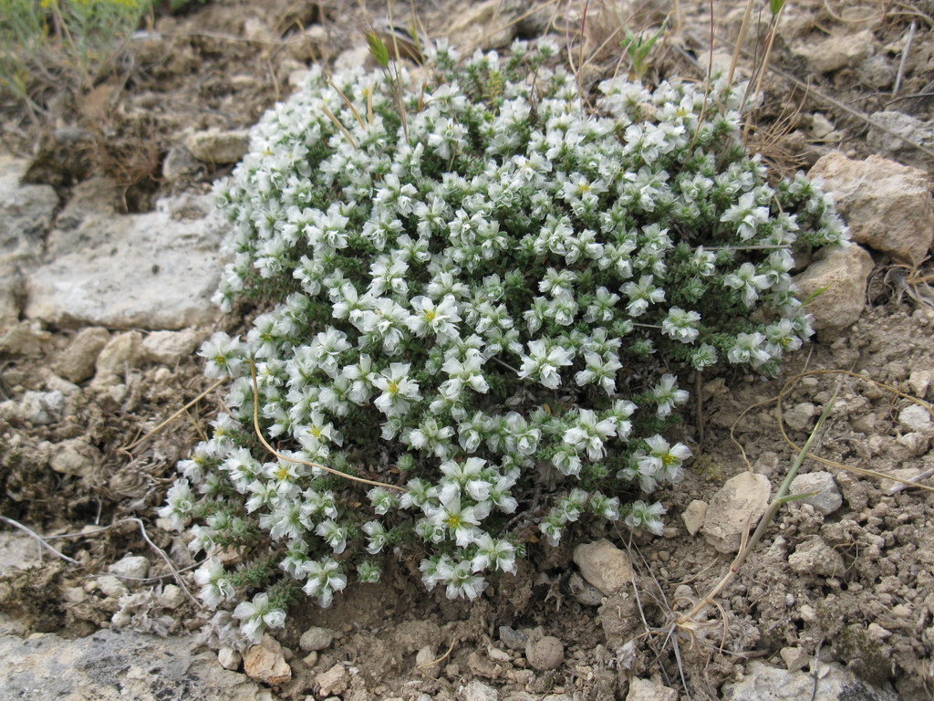 Изображение особи Paronychia cephalotes.