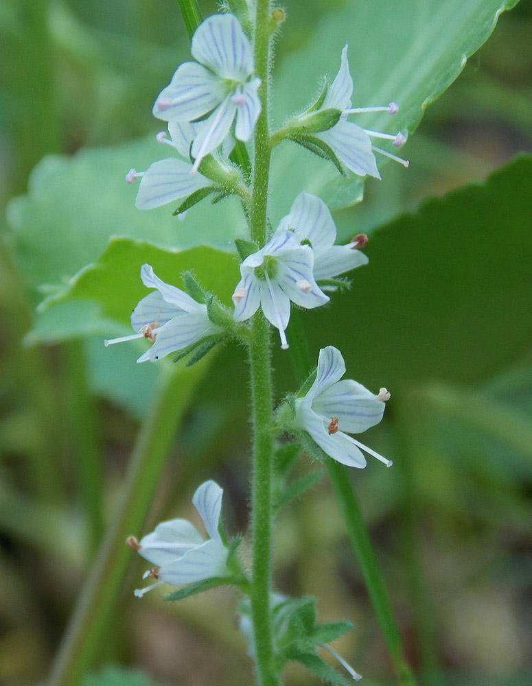 Изображение особи Veronica officinalis.