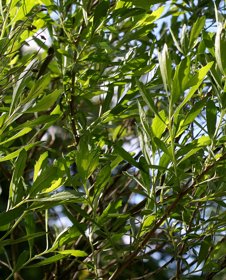 Image of Baccharis halimifolia specimen.