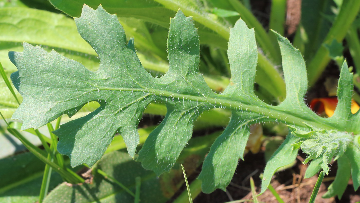 Image of Glaucium corniculatum specimen.