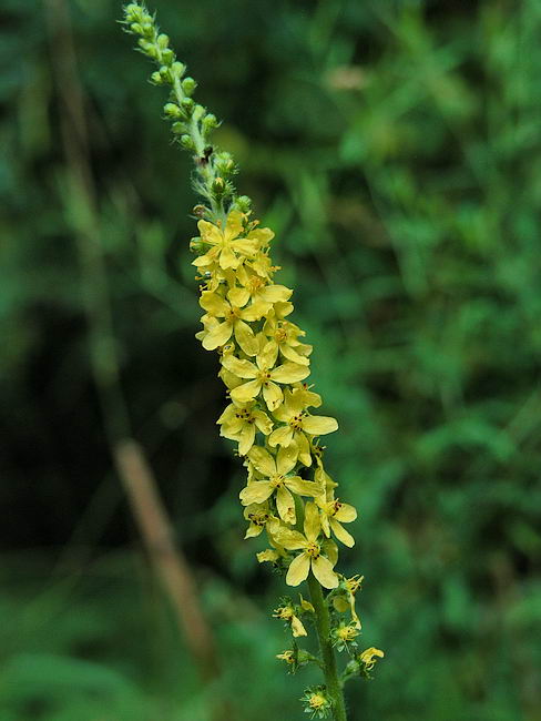 Image of Agrimonia eupatoria specimen.