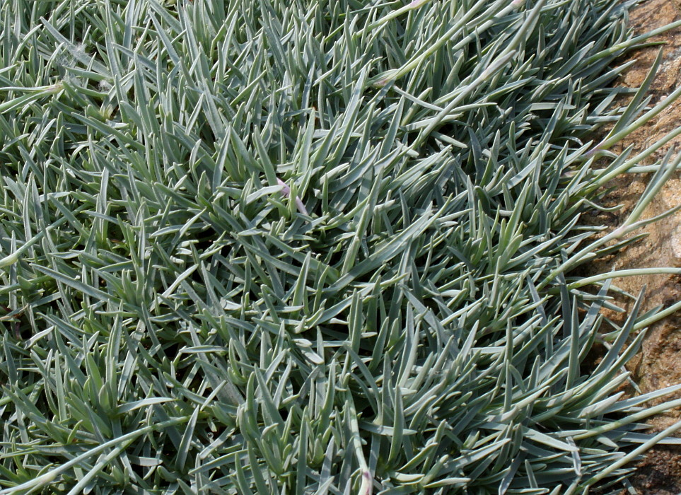 Image of Dianthus subacaulis specimen.