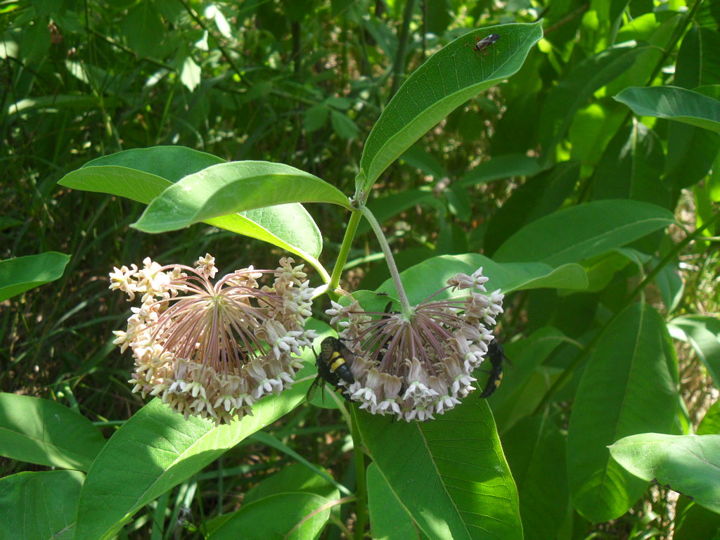 Image of Asclepias syriaca specimen.