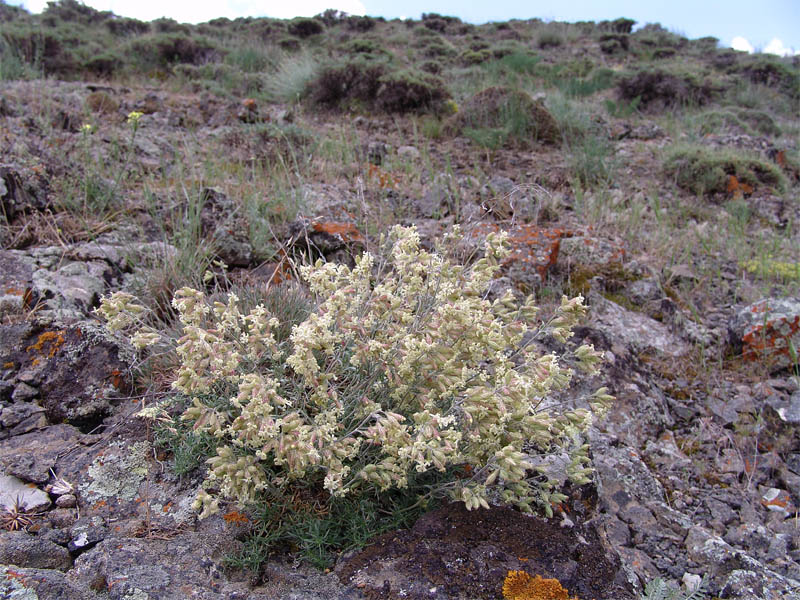 Image of Silene spergulifolia specimen.