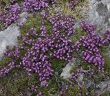 Thymus boissieri