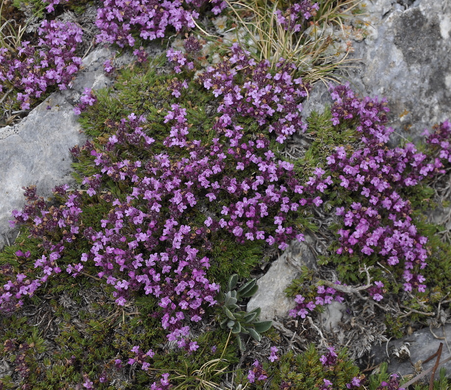 Image of Thymus boissieri specimen.