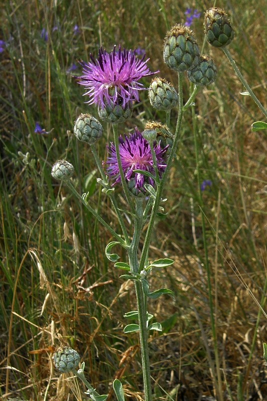 Image of Centaurea apiculata specimen.