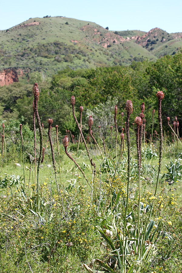 Image of Eremurus regelii specimen.