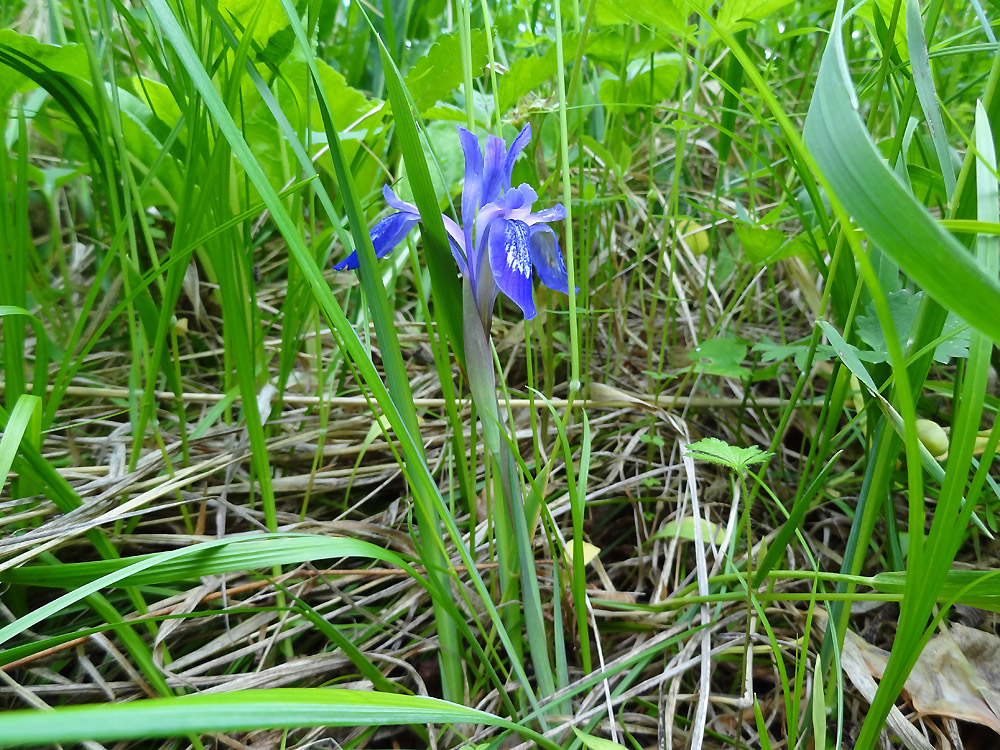 Image of Iris ruthenica specimen.