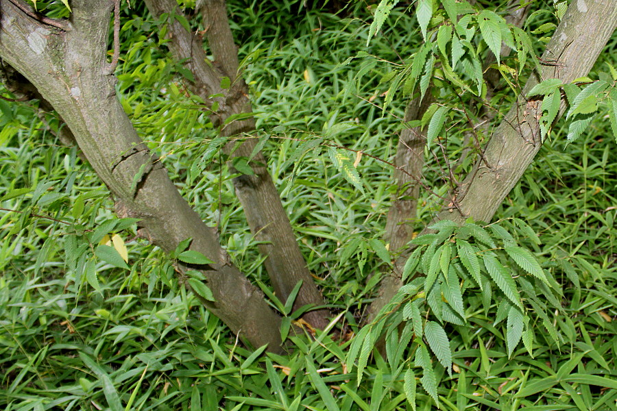 Image of Carpinus japonica specimen.