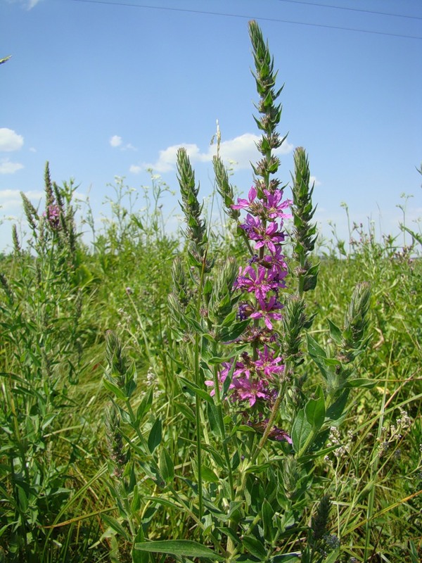 Image of Lythrum salicaria specimen.