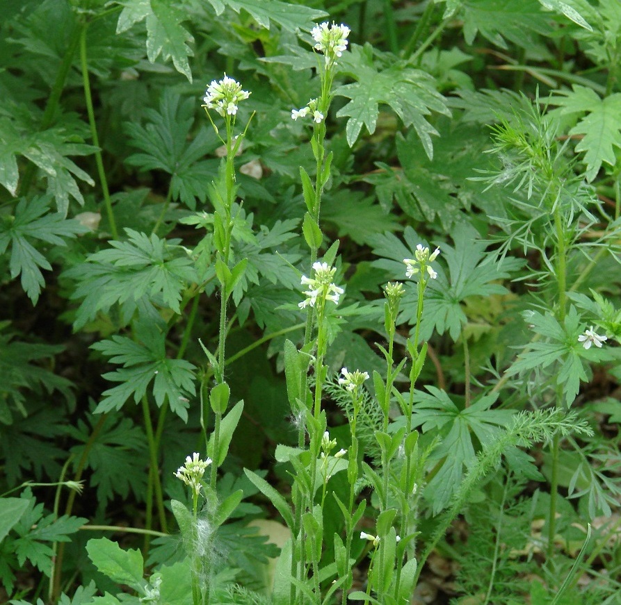 Image of Arabis borealis specimen.